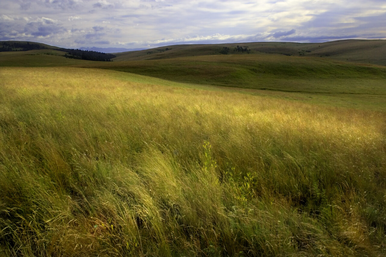 Zumwalt Prairie Cooperative image of a golden rolling field.