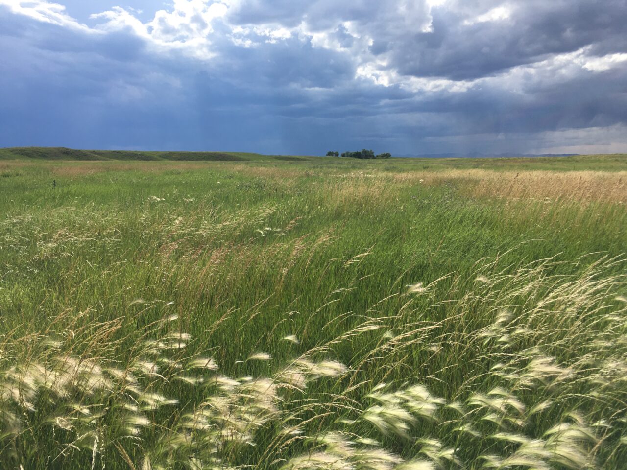 Veseth Cattle Company project image of a green field.