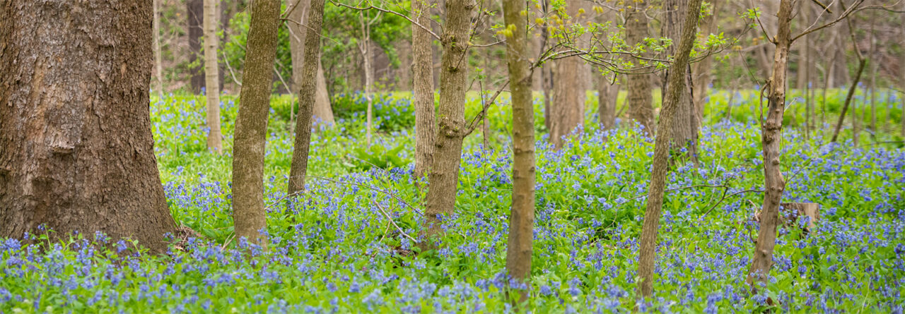 Image of a forest floor filled with trees and wildflowers.