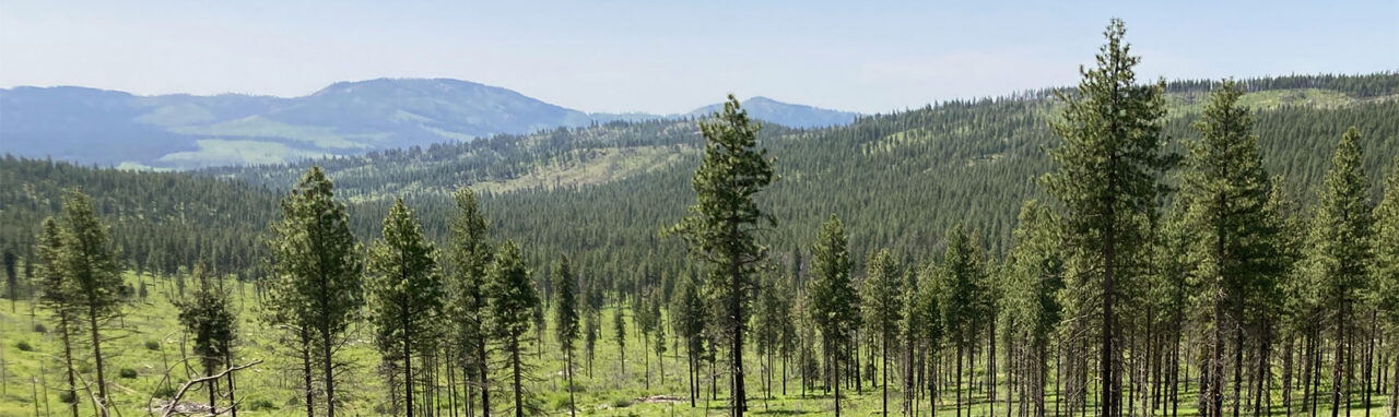 Image of a field with new tree growth overlooking mountains and a blue sky.