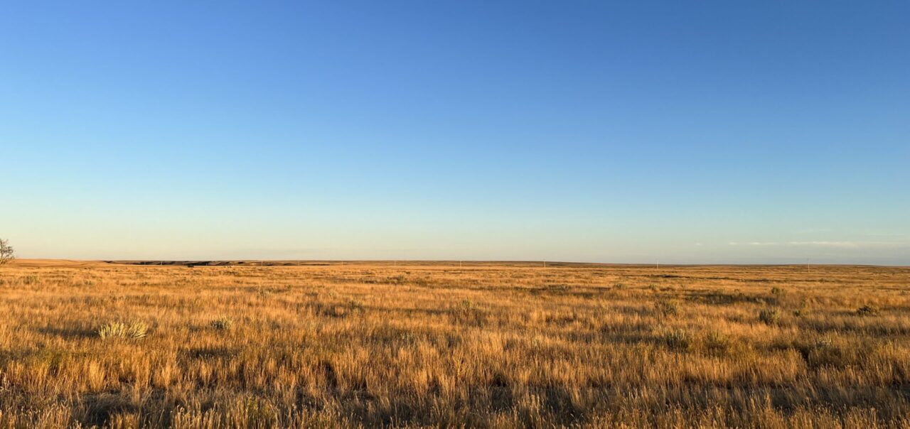 Image of a yellow and orange wheat field and intense blue sky.