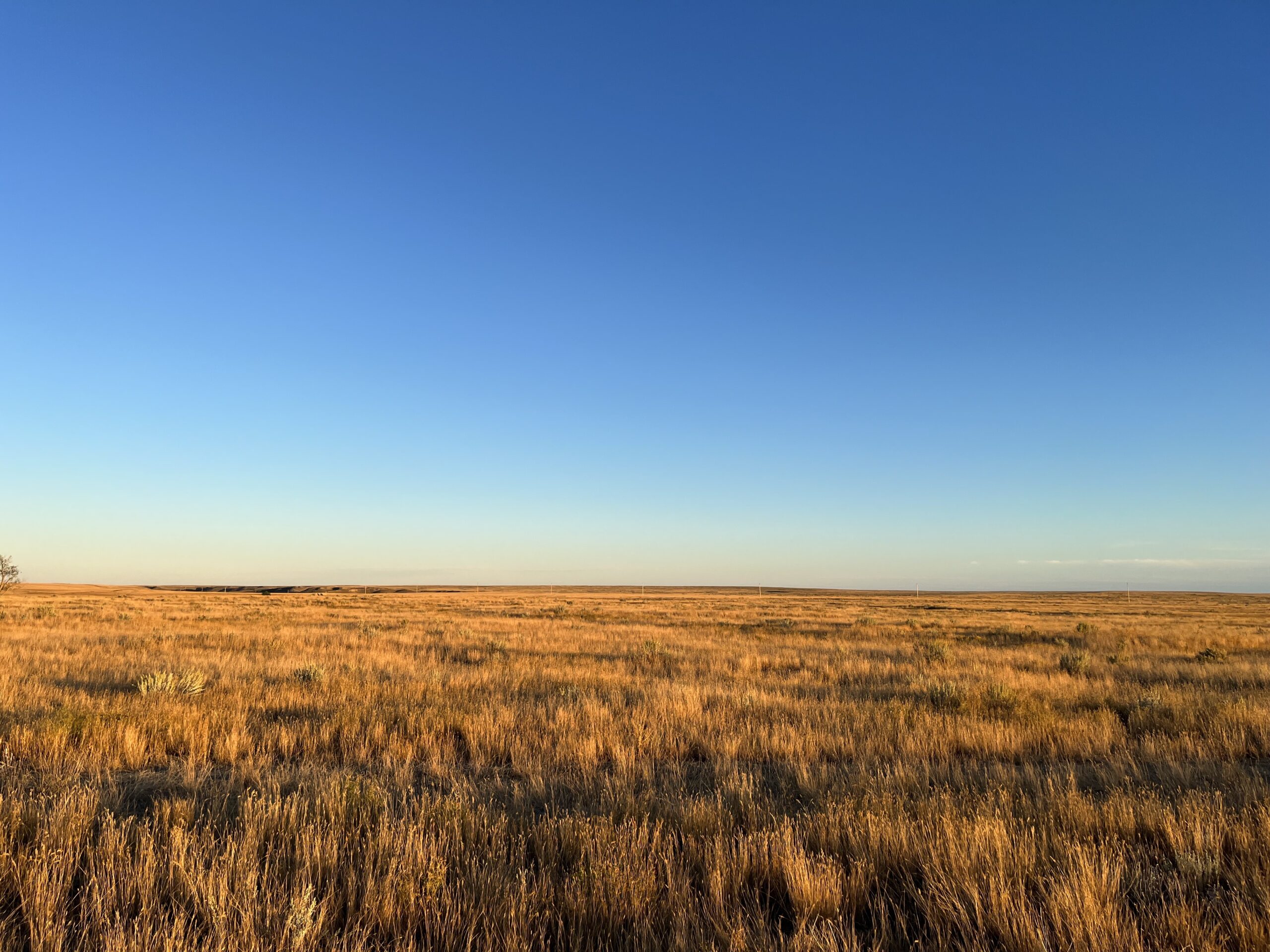 Image of a yellow and orange wheat field and intense blue sky.