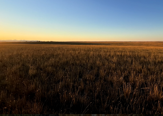 Image of dark wheat field during sunrise.