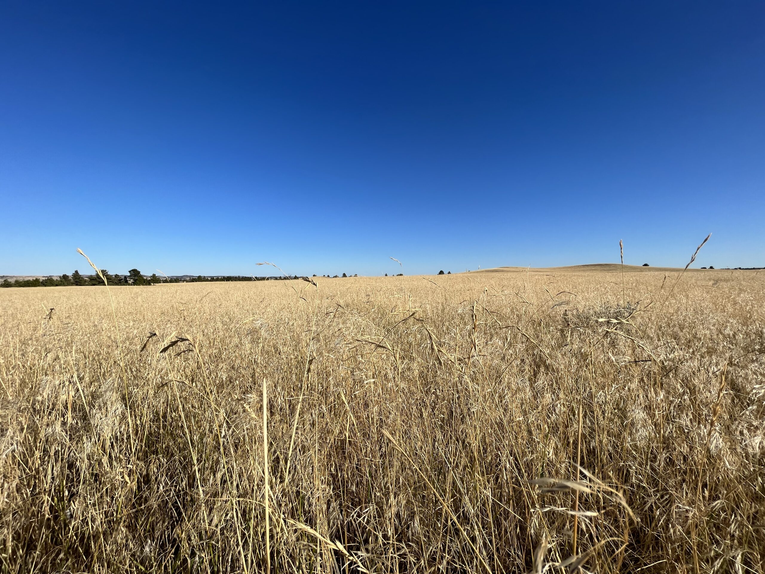 Image of a yellow wheat field and bright blue sky.