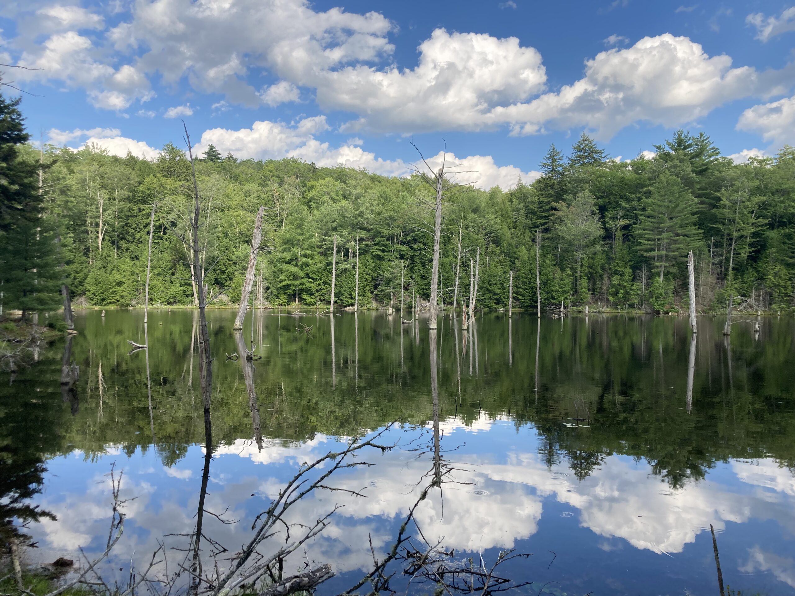 A forest reflecting in a lake