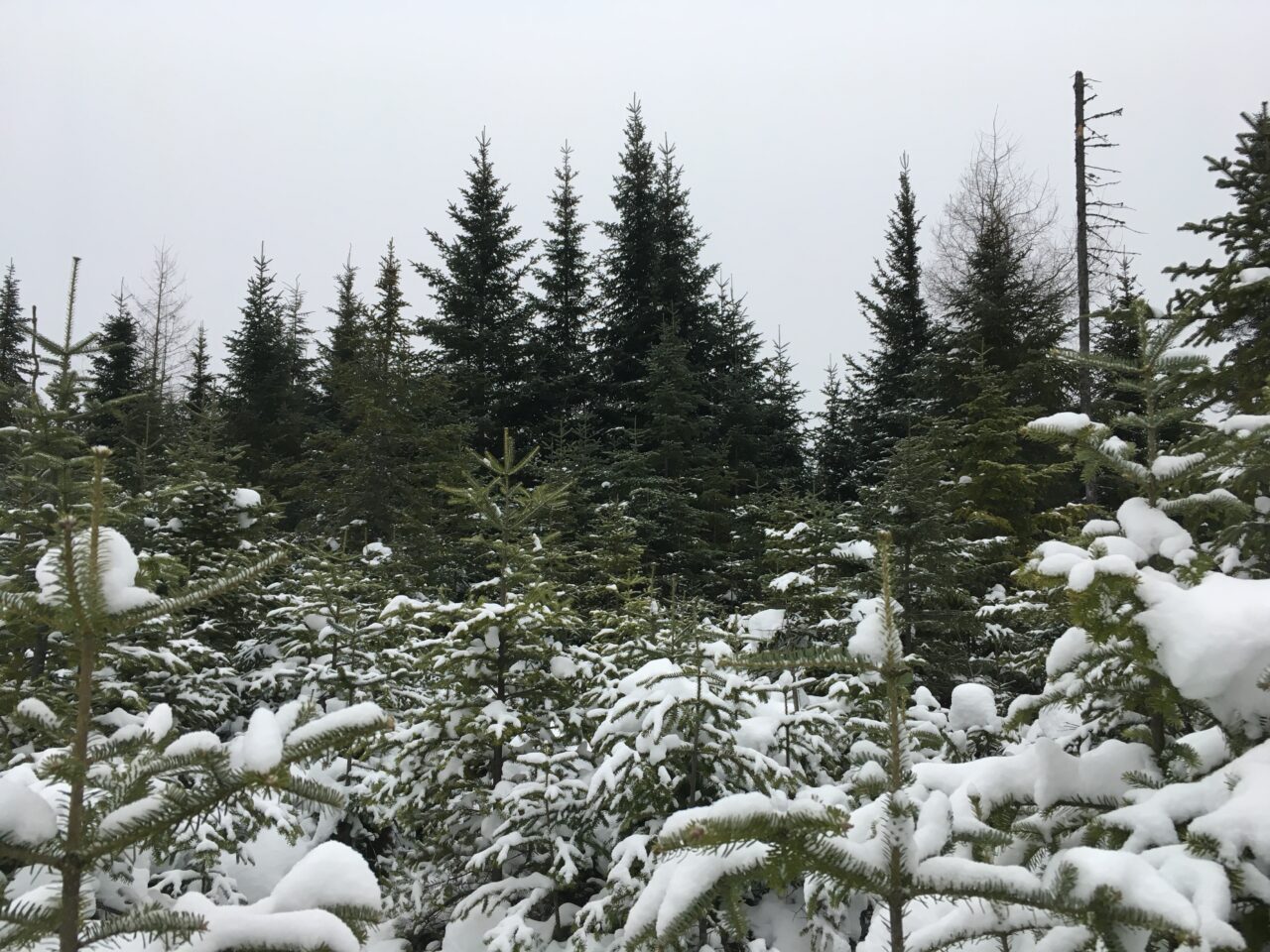 Image of trees with a light snow cover and a cloudy sky.