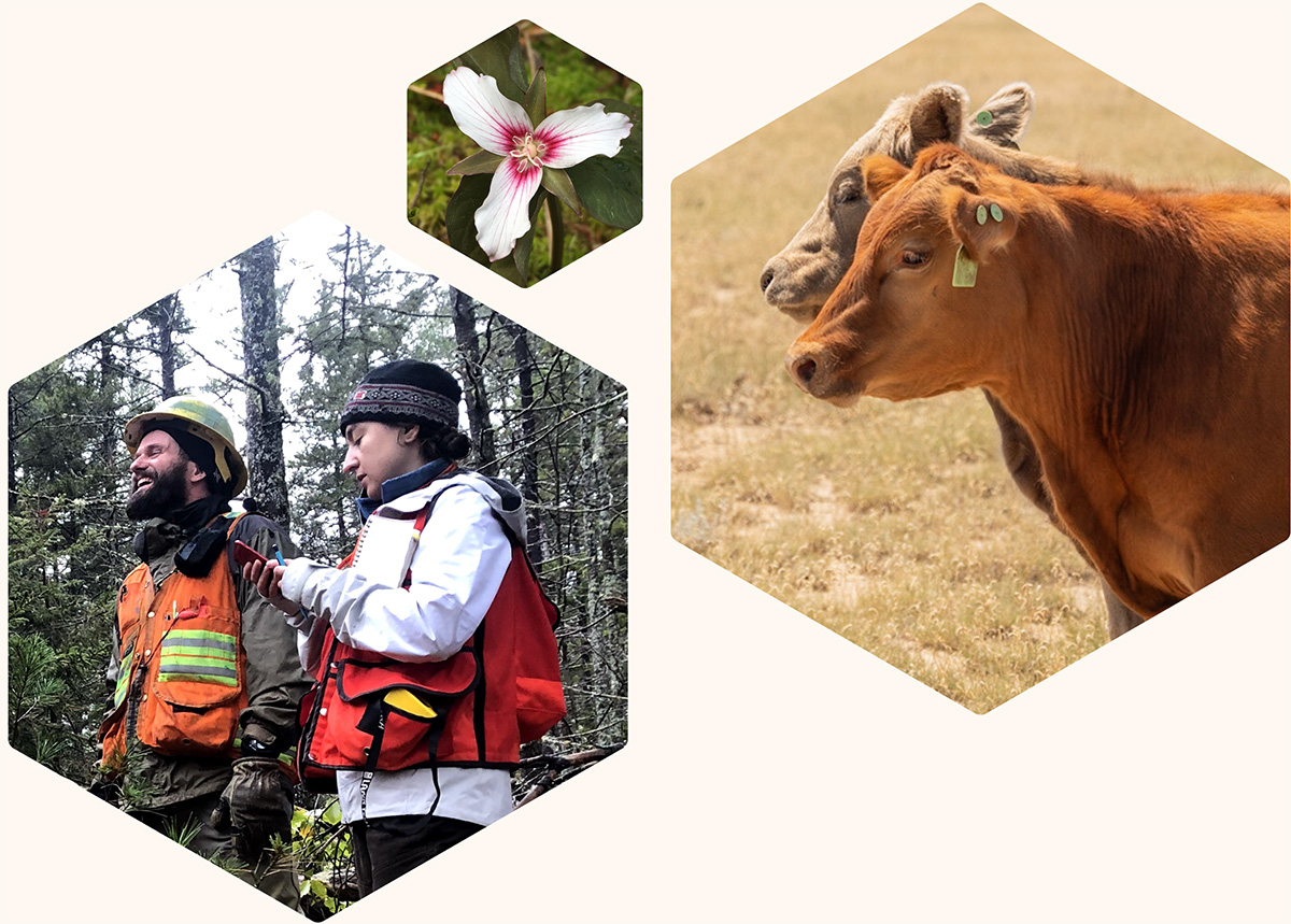 Tile images of a flower, two cows, and two scientists in the forest.