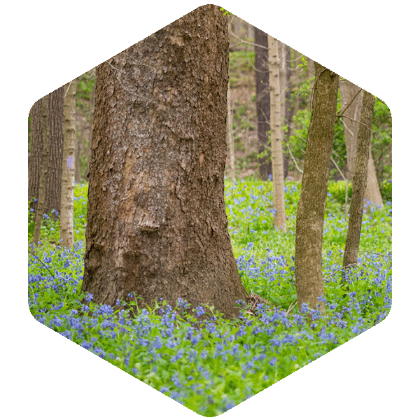 Image of a forest floor filled with trees and wildflowers.