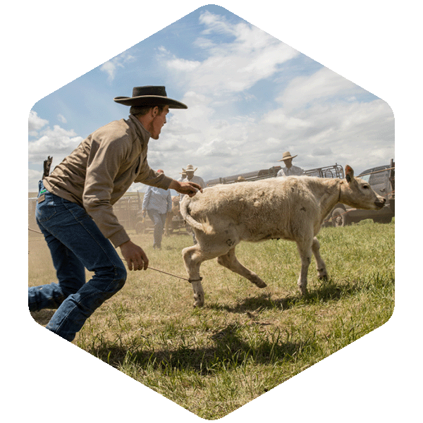 Image of a cowboy chasing a cow.