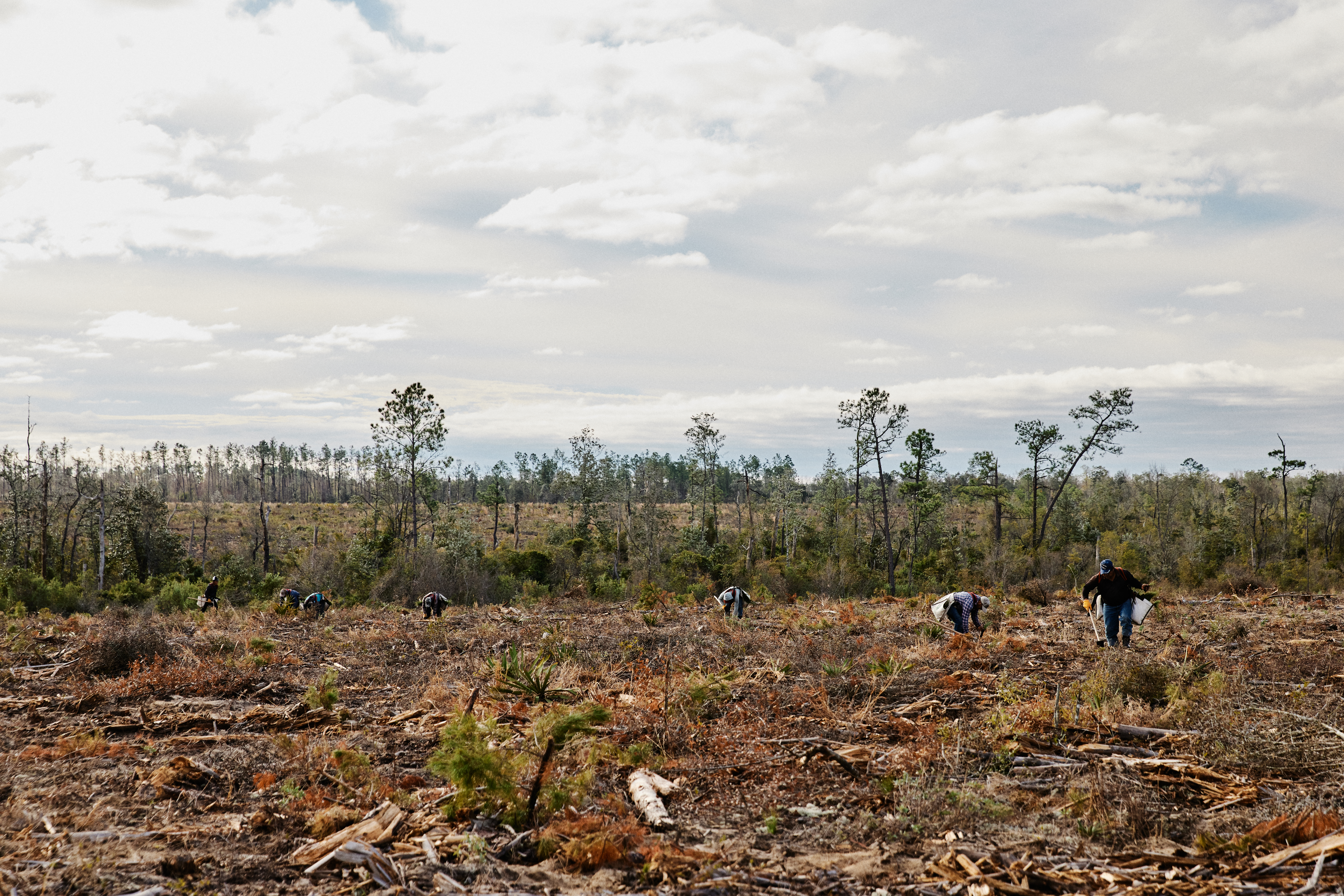 Hurricane Michael Family Forest Restoration image of people replanting seeds in deforested area.