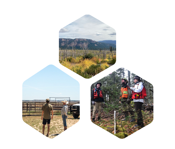 Tiles of images of trees, cowboys looking into the distance, and a team of scientists discussing in the forest.