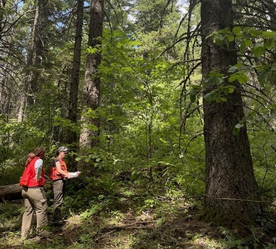 TCT staff on a forest inventory in the PNW.