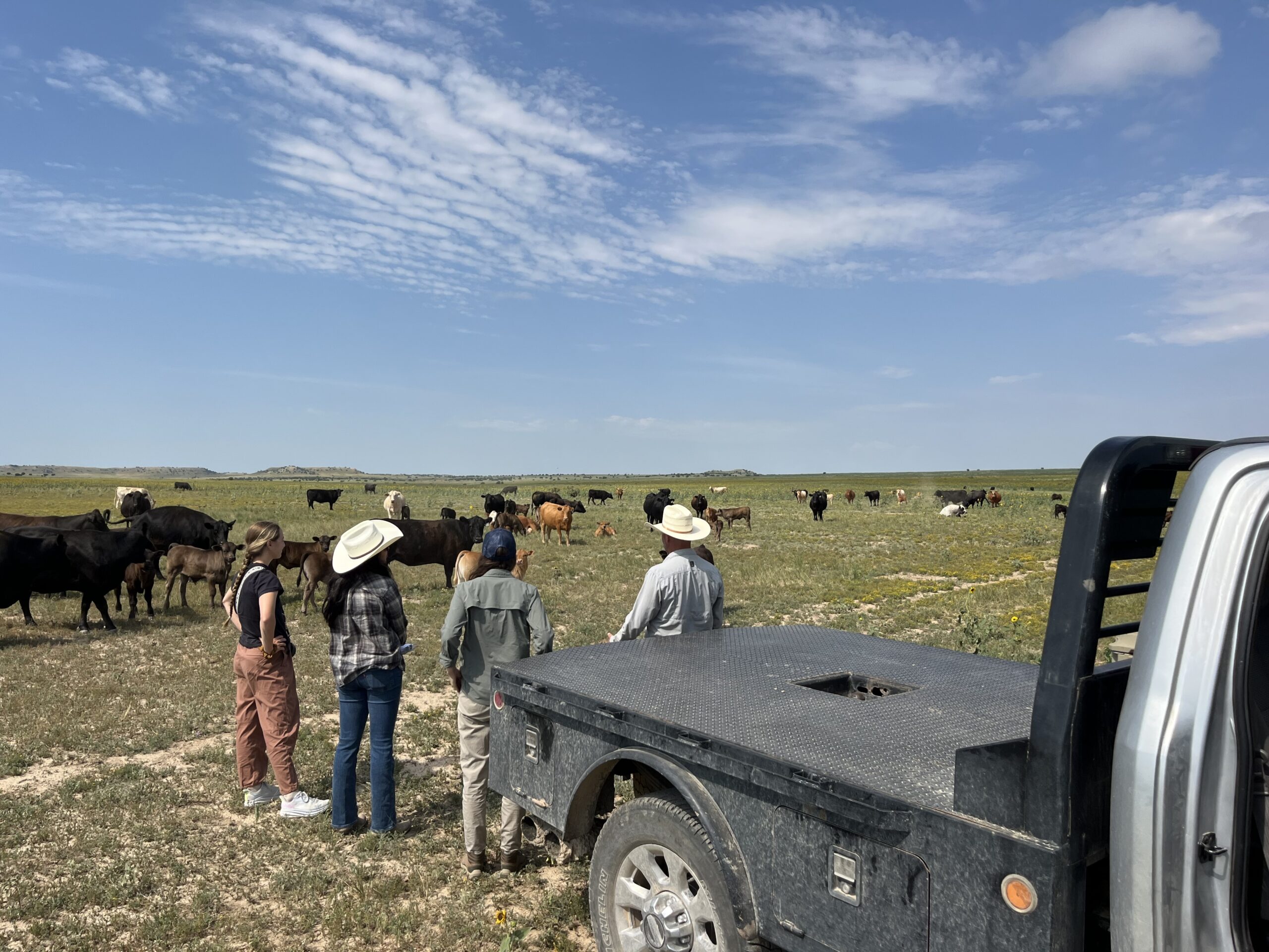 farmers standing by a truck with cows on a dairy farm