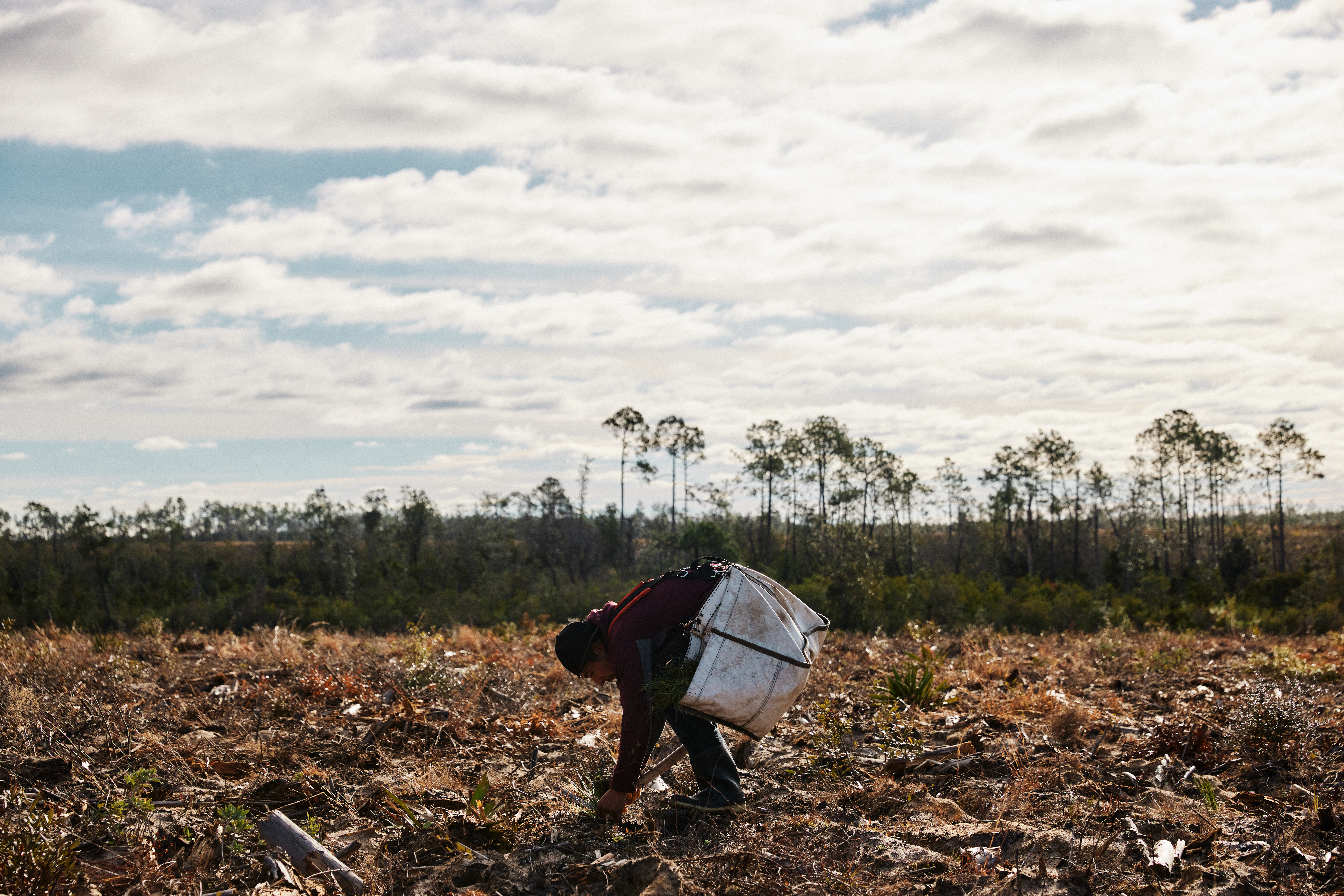 Seedling planting for Hurricane Michael reforestation project