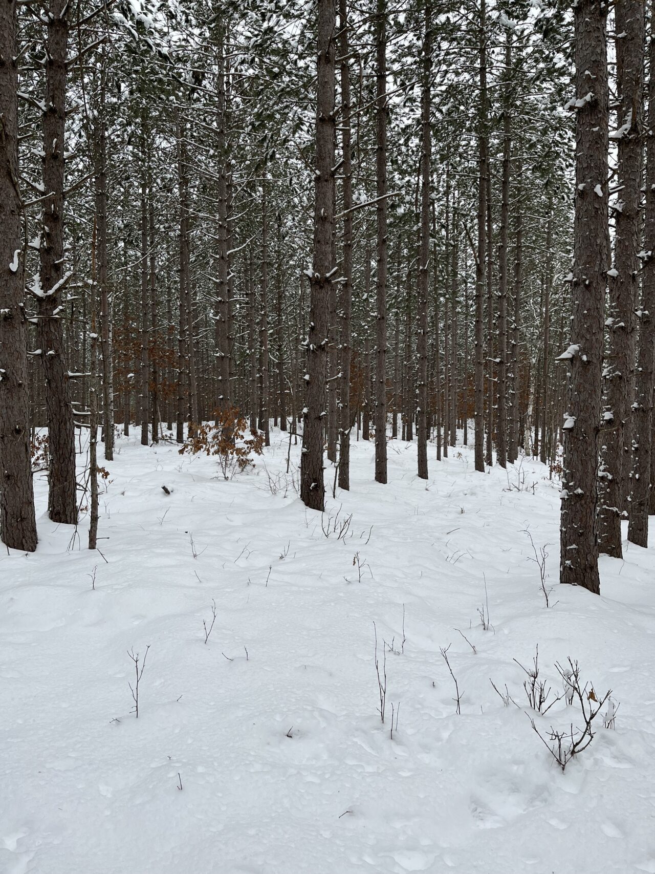 IFM Project - a snowy forrest