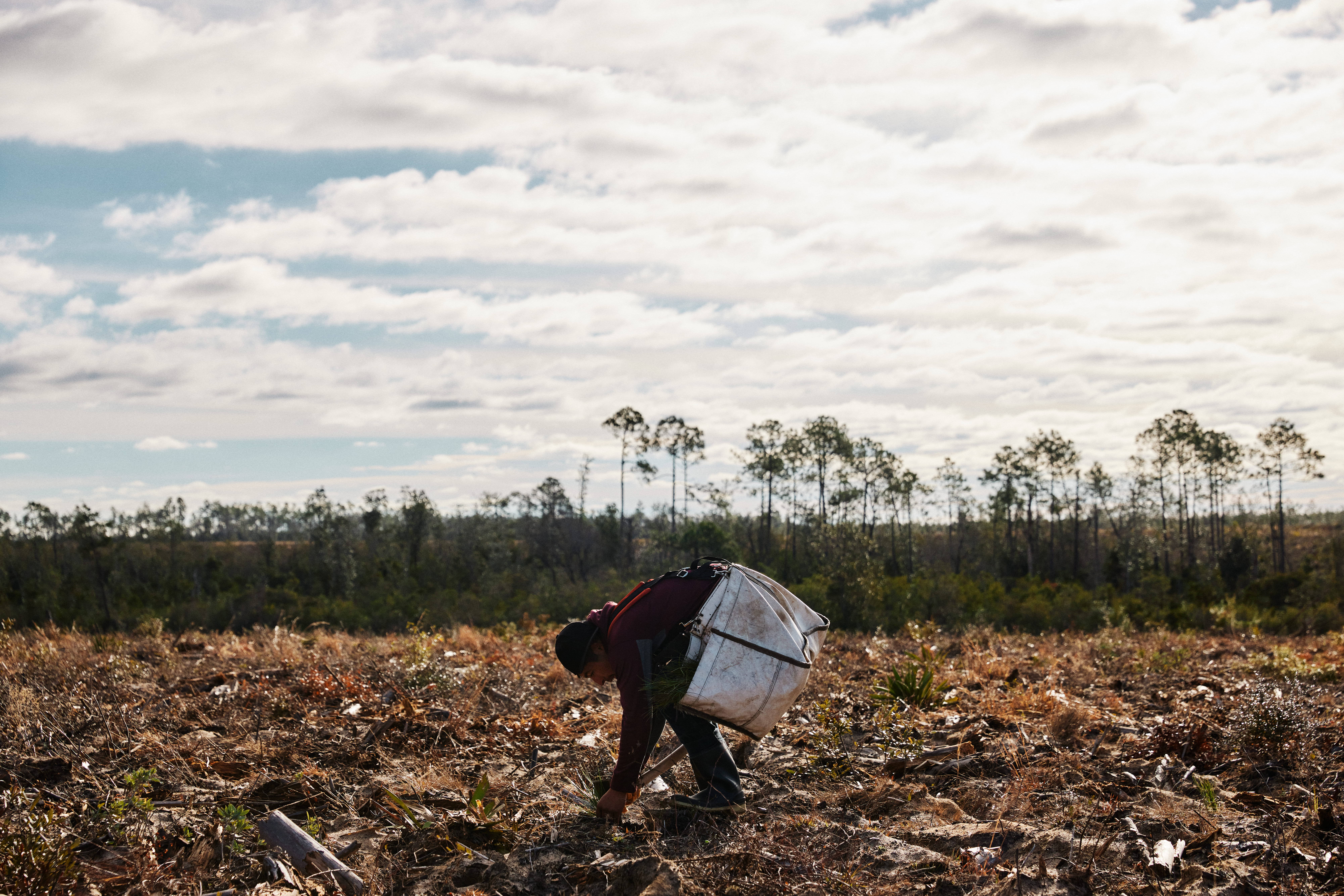 Seedling planting for Hurricane Michael reforestation project