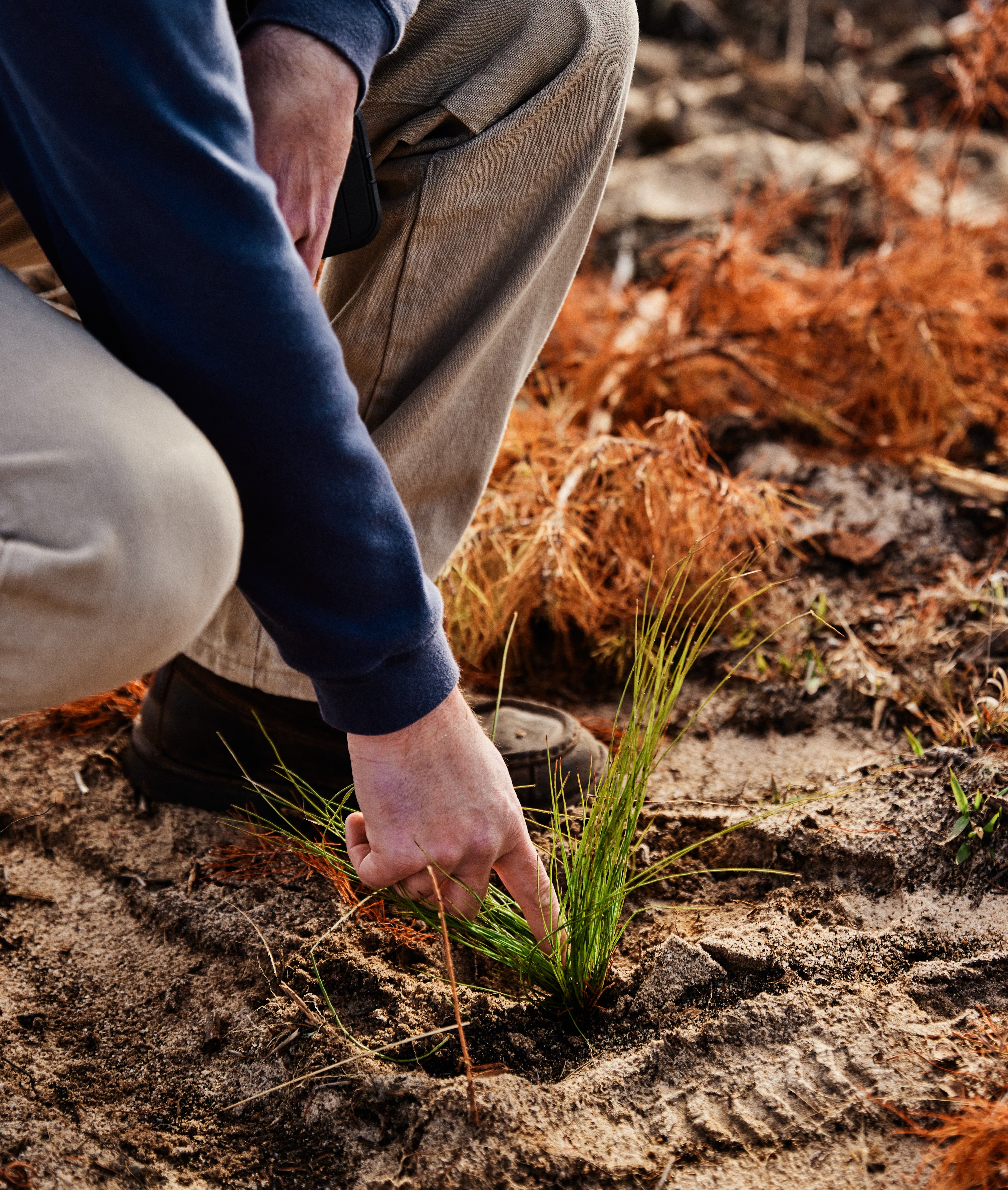 Man planting a tree