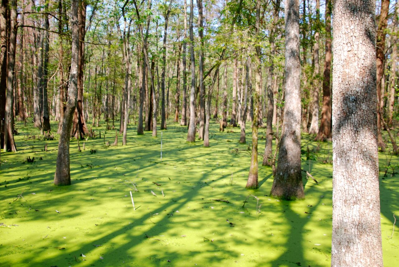 Marshlands with pine trees and a blue sky
