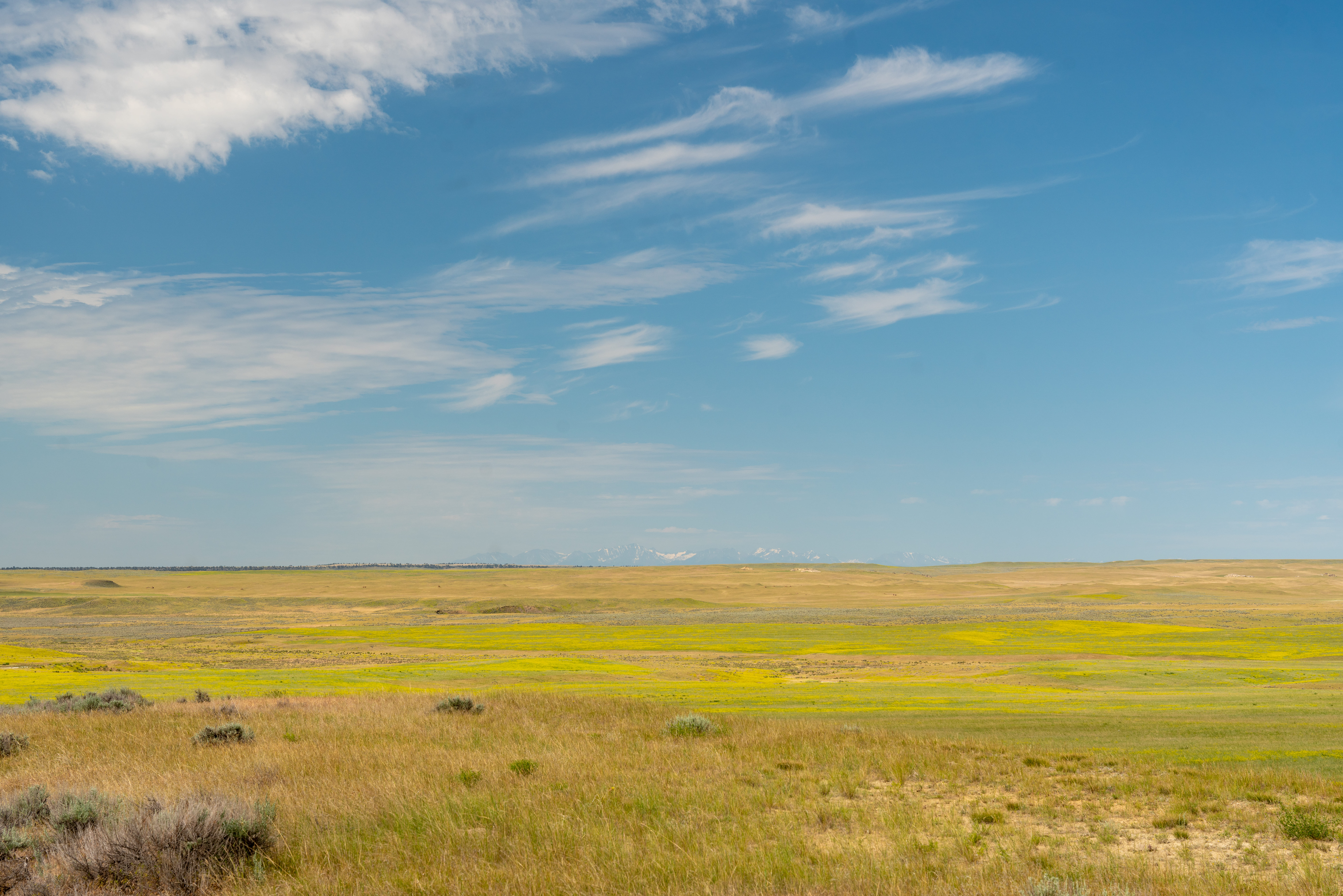 A field with a blue sky and clouds