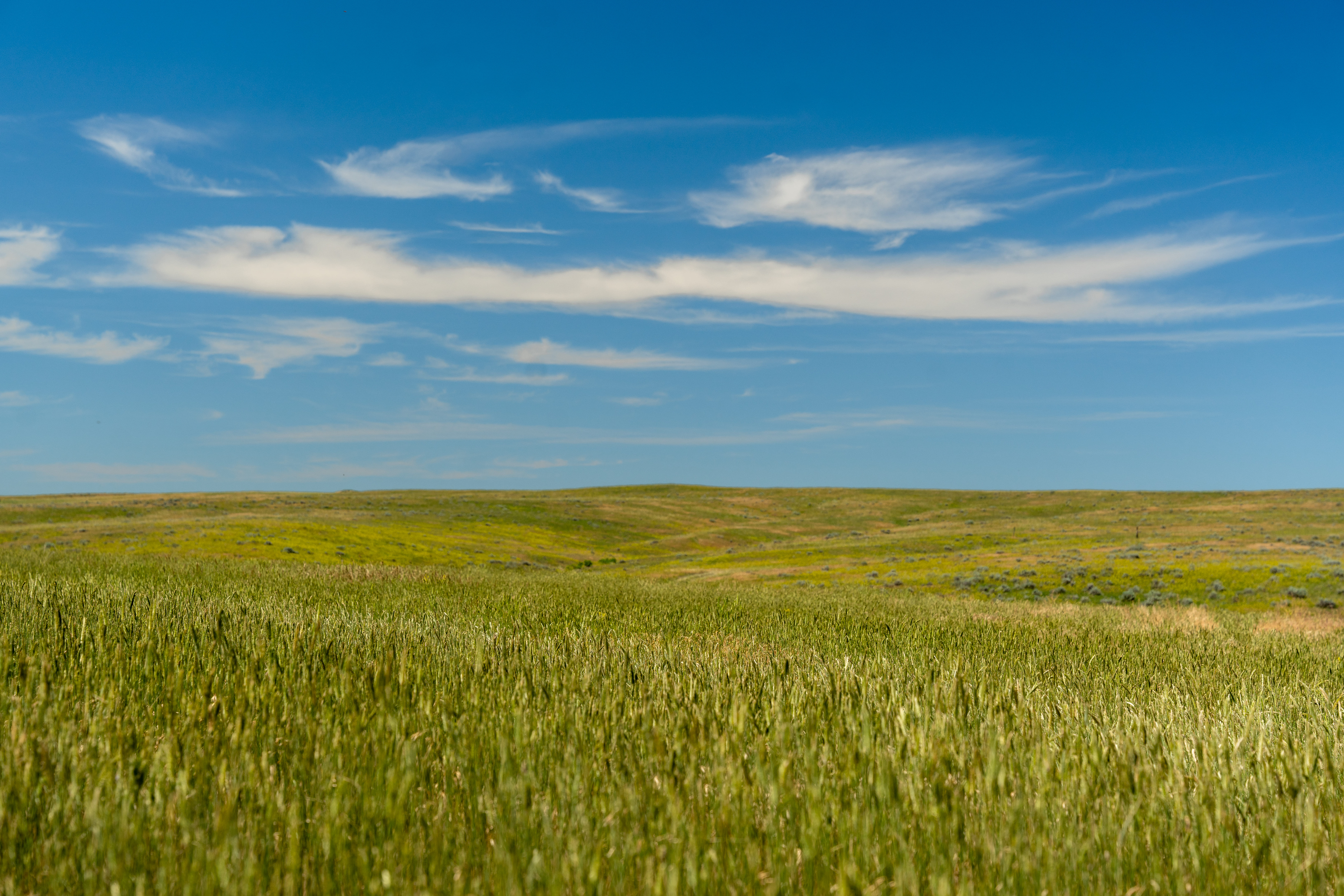 A field with a blue sky and clouds