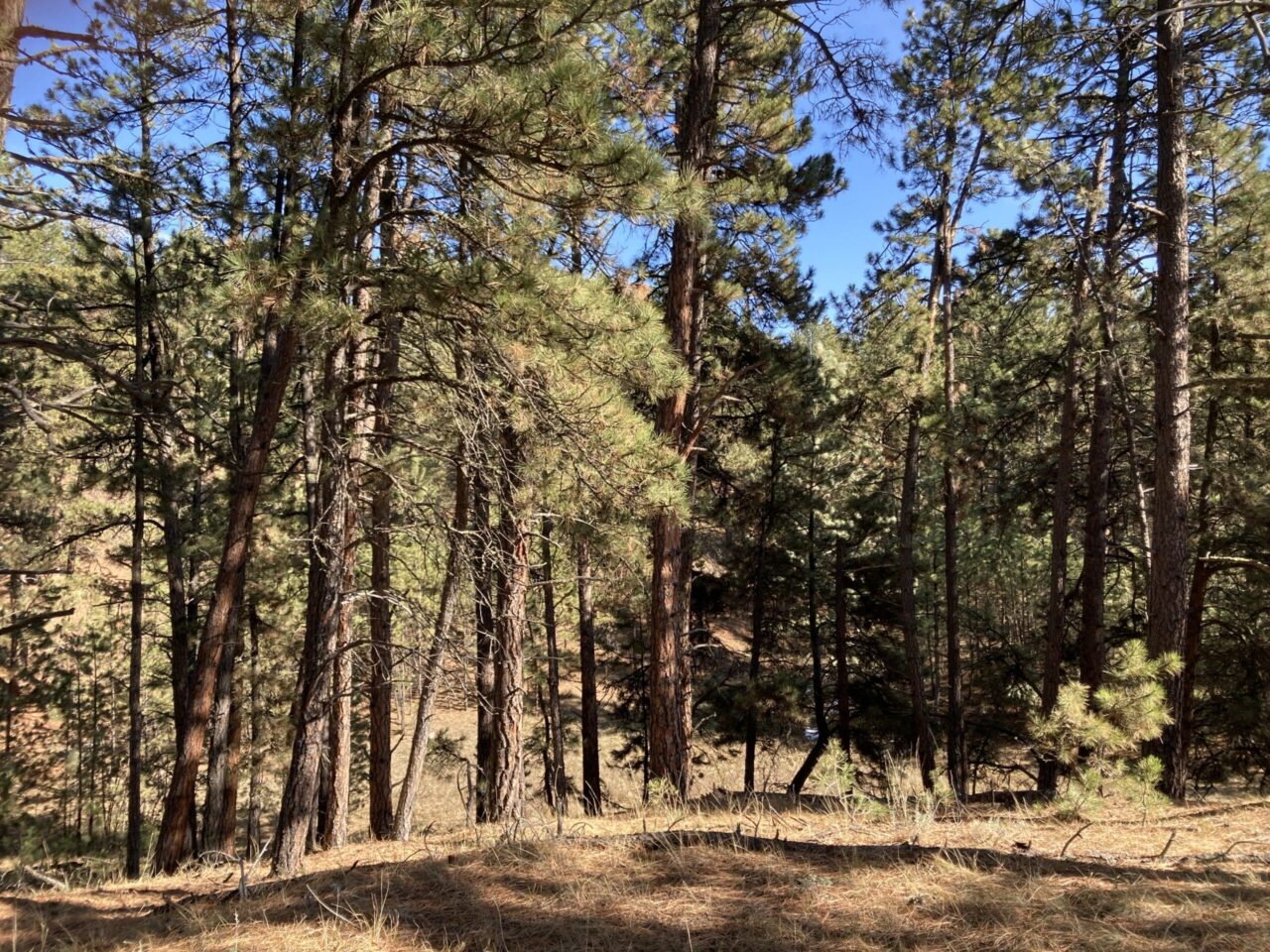Dry pine forest with blue sky in the background