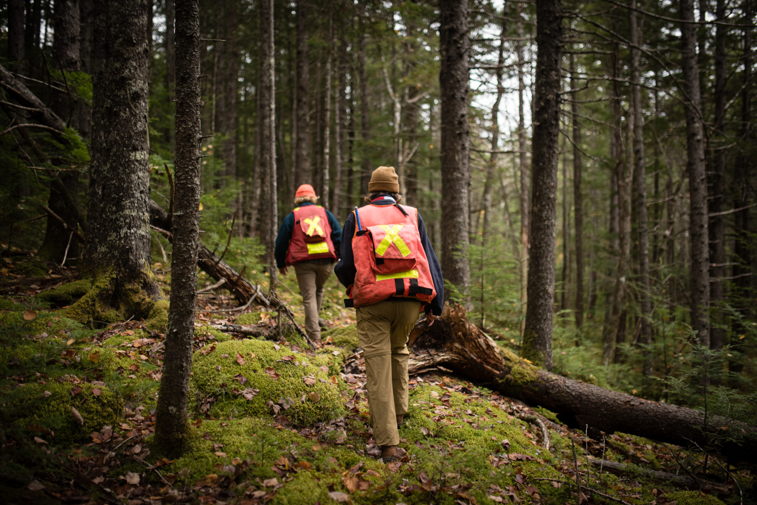 Climate workers in reflective vests walking in a Canadian forrest