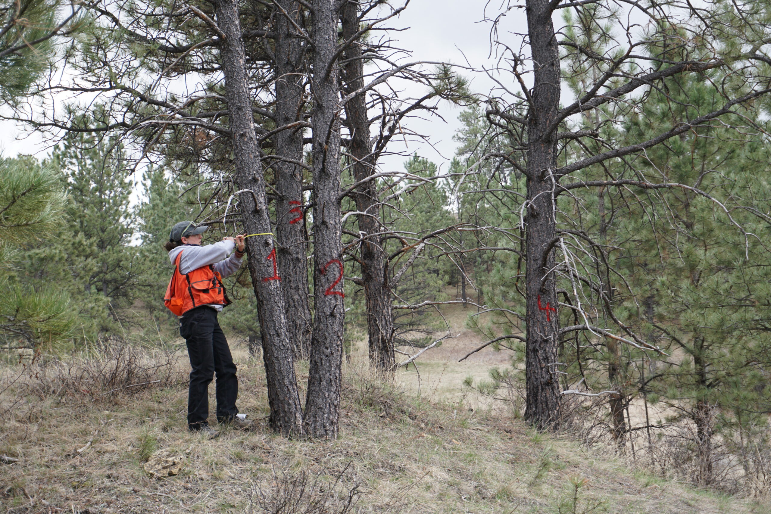 inventory, tribal forestry project