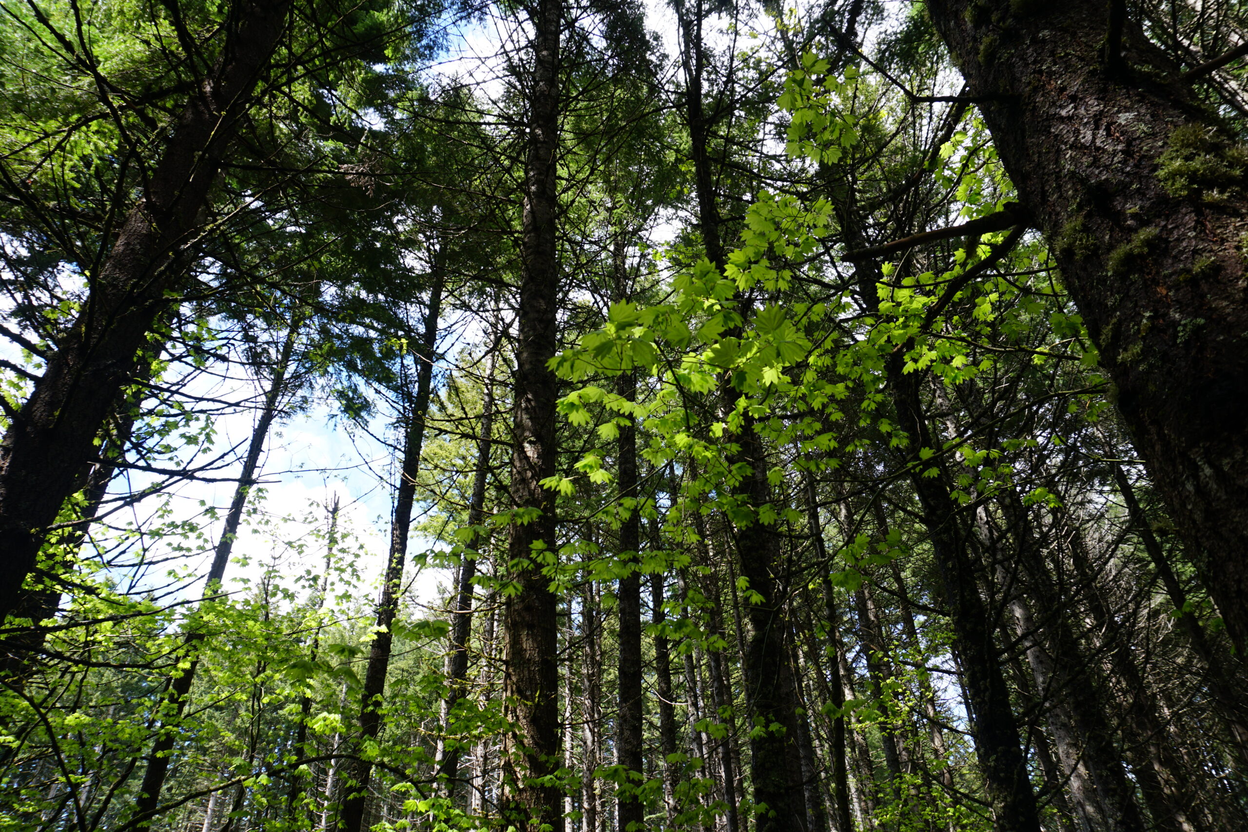 Hood River IFM Project Forest Canopy